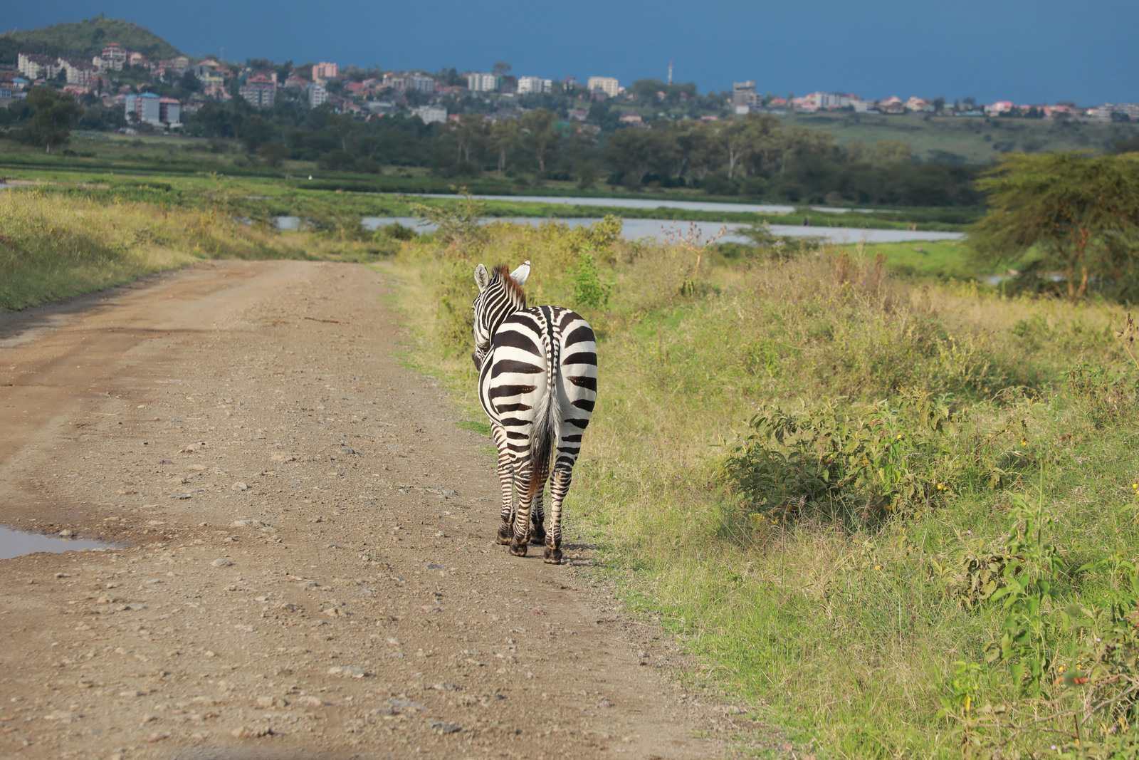 Síkvidéki zebra természetes, nyílt afrikai élőhelyen.